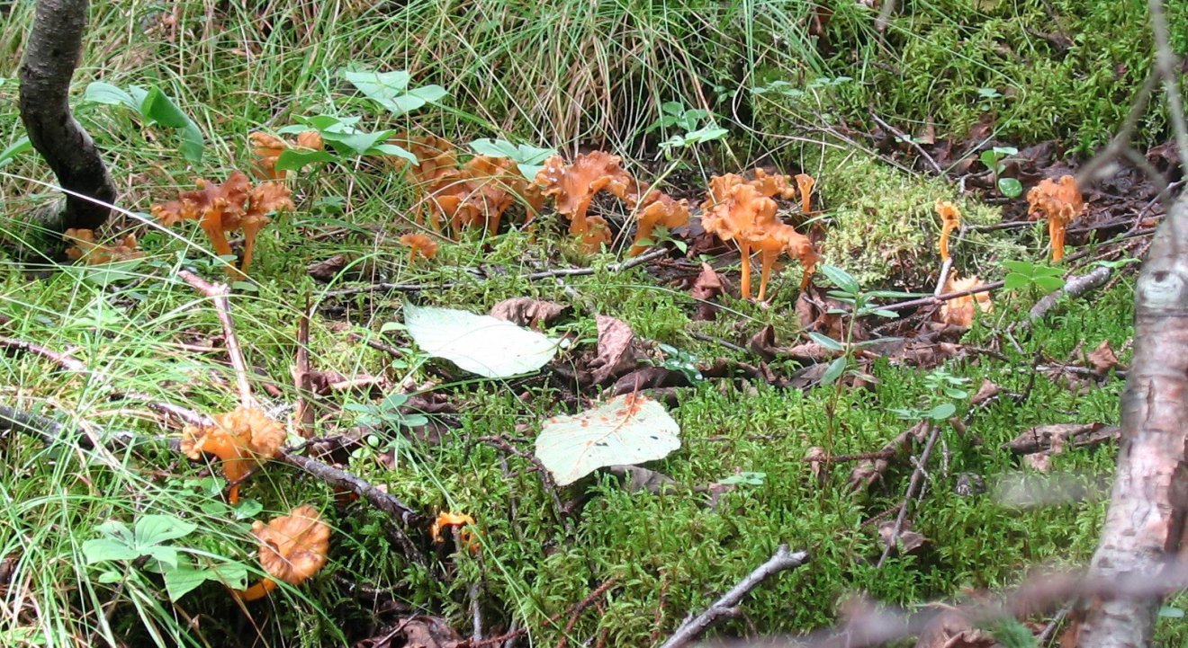 rókagomba, vadóka, gyűjtögetés, természet