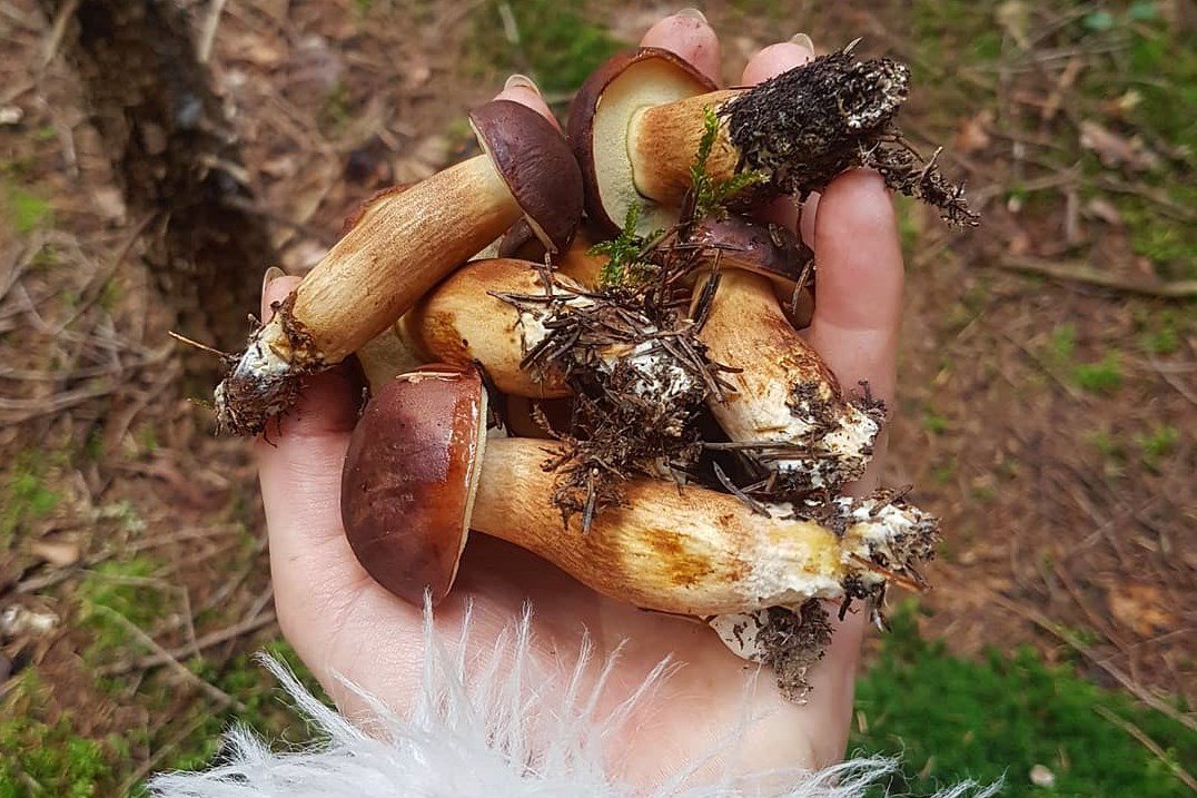 tinóru, gomba, vadóka