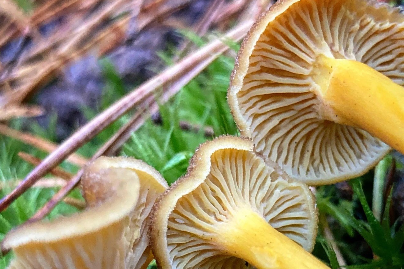 rókagomba, vadóka, gyűjtögetés, természet