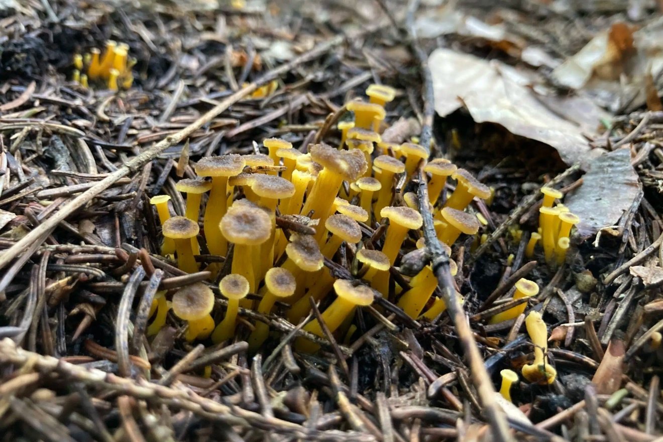 rókagomba, vadóka, gyűjtögetés, természet