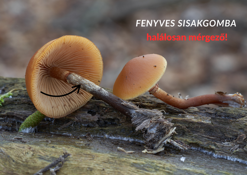 tuskógomba, vadóka, gyűjtögetés