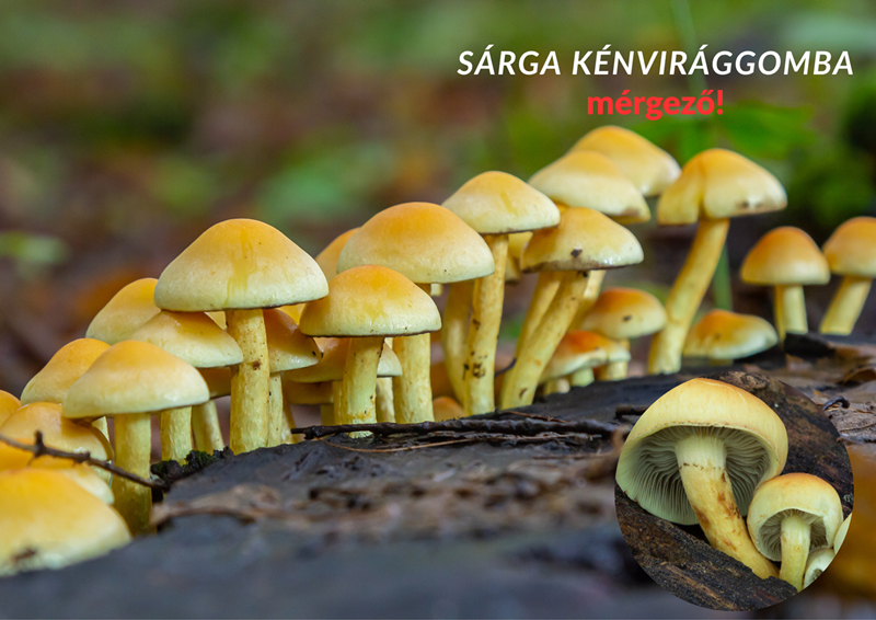 tuskógomba, vadóka, gyűjtögetés