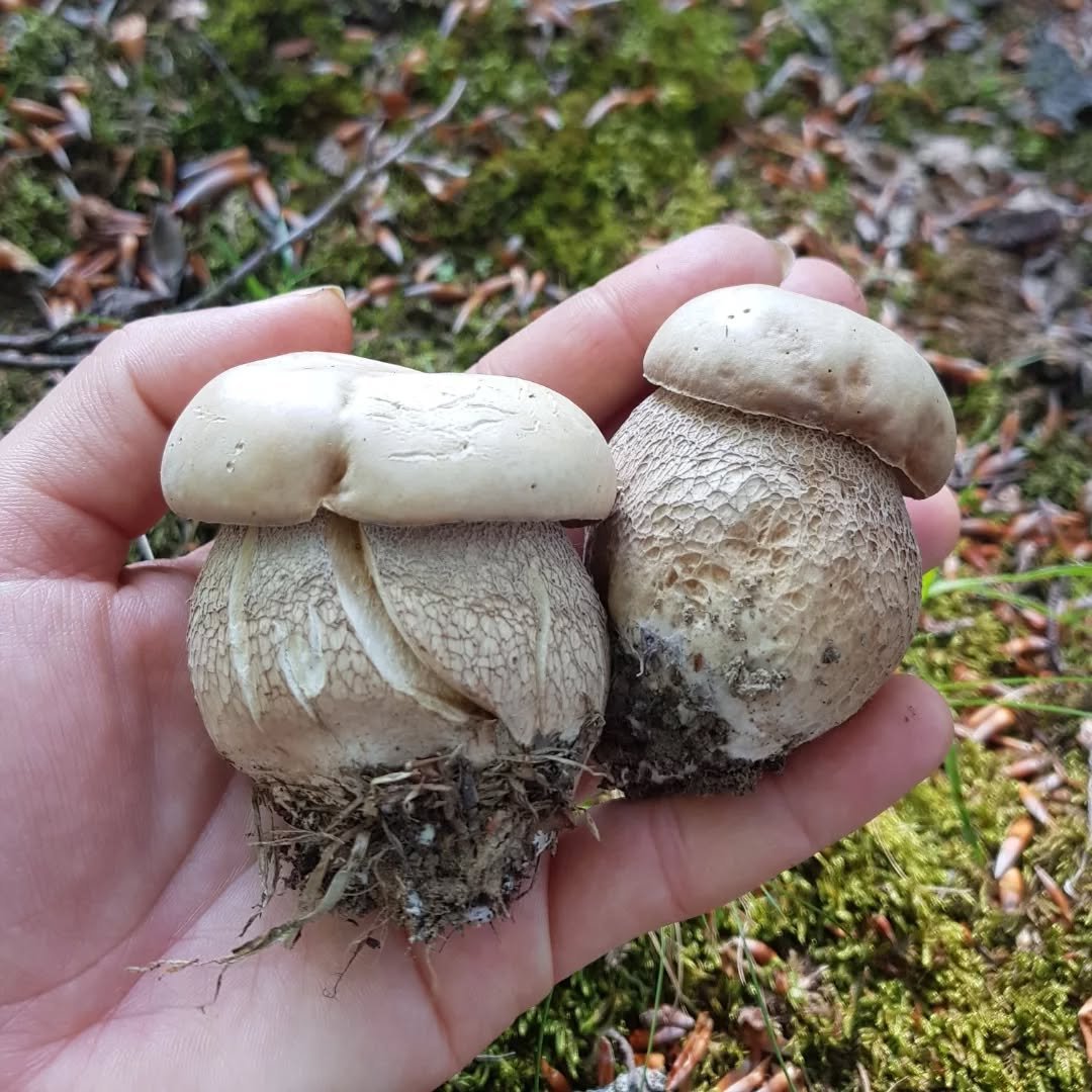 vargánya, tinóru, tönk, gomba, vadóka