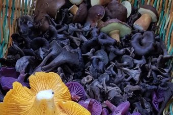 Igazi ínyencségnek számít: a trombitagomba