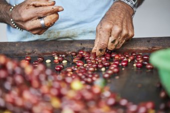 Fairtrade, avagy mitől lesz méltányos egy termék?