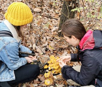 A tuskógombák izgalmas világa