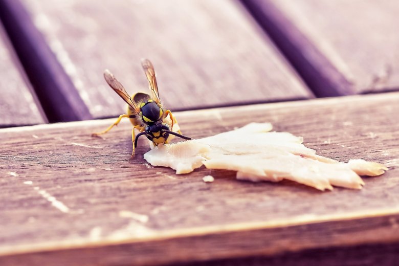 Nemcsak az édes ízek vonzzák őket, a darazsak a húst tartalmazó ételmaradékot is kedvelik •  Fotó: Pixabay.com