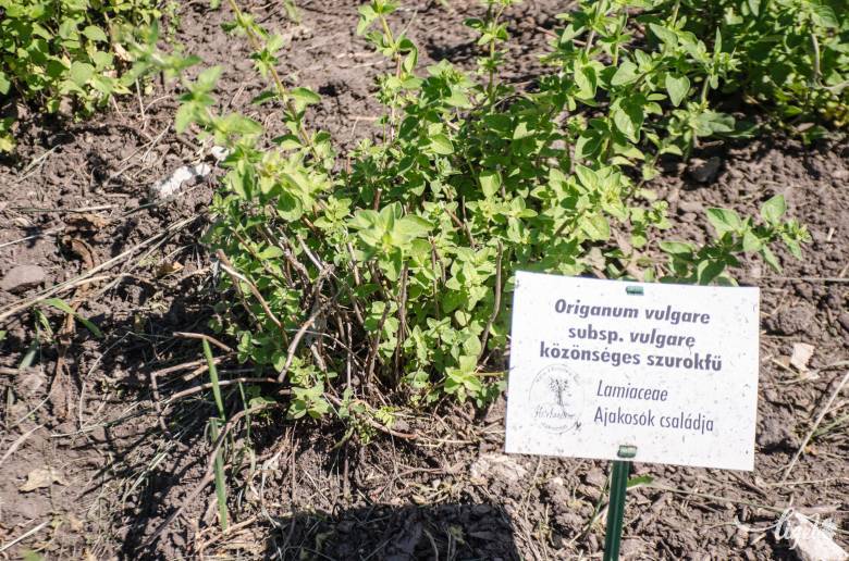 Az agyalapi mirigy működését segíti a szurokfű teája •  Fotó: Gecse Noémi