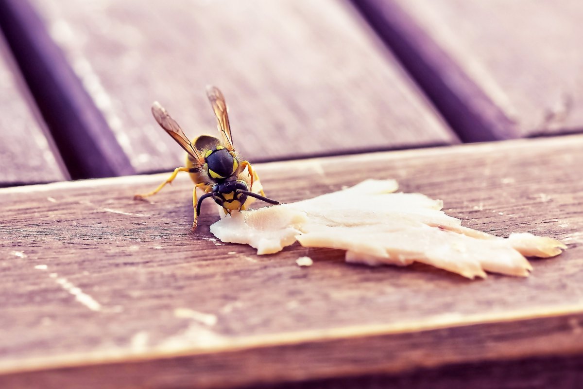 Nemcsak az édes ízek vonzzák őket, a darazsak a húst tartalmazó ételmaradékot is kedvelik •  Fotó: Pixabay.com