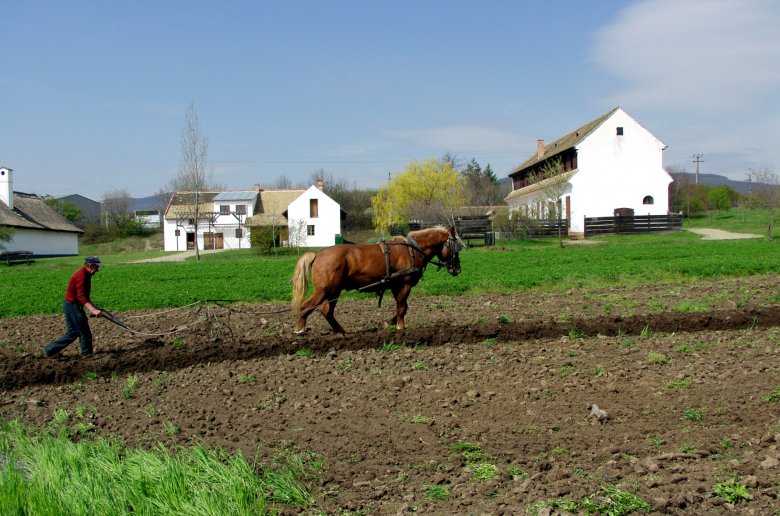 Szántás az alföldi tájegységben •  Fotó: Skanzen – Szabadtéri Néprajzi Múzeum