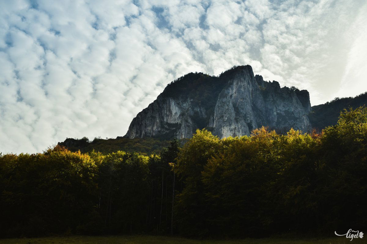 •  Fotó: Liget