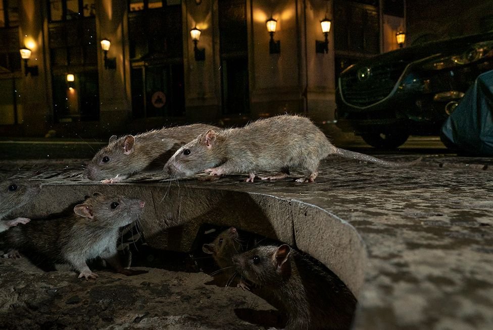 A városi természetfotó kategória győztese.  Charlie Hamilton James fotója •  Fotó: Forrás: BBC