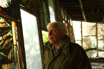Százéves lett Sir David Attenborough, ajándékul darázsfajt neveztek el a népszerű brit természettudósról