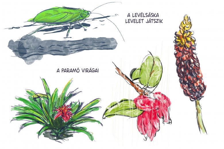 •  Fotó: Széles Ferenc grafikája