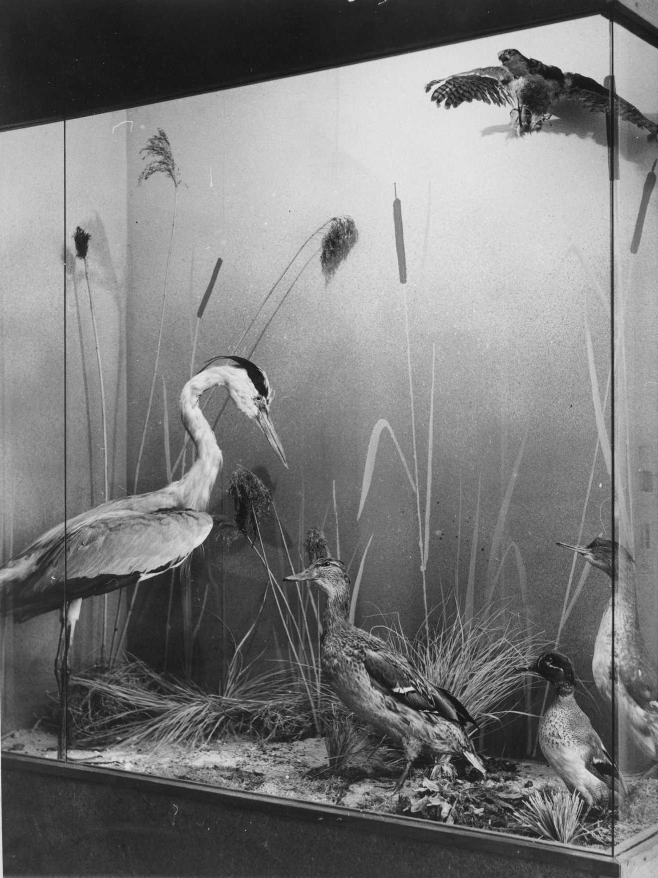 Kiállítás a múzeumban az 1980-as években •  Fotó: A Csíki Székely Múzeum tulajdona
