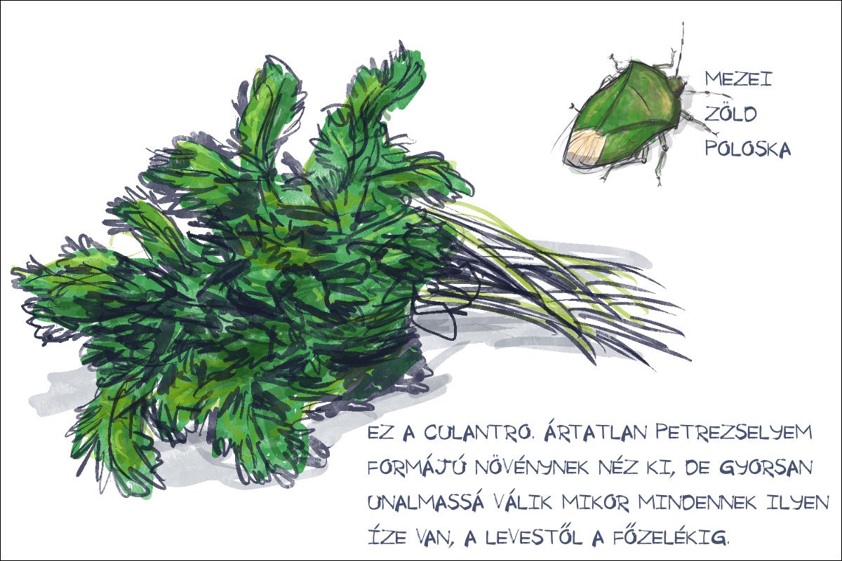 •  Fotó: Széles Ferenc grafikája
