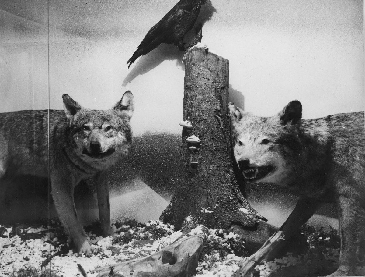 Kiállítás a múzeumban az 1980-as években •  Fotó: A Csíki Székely Múzeum tulajdona