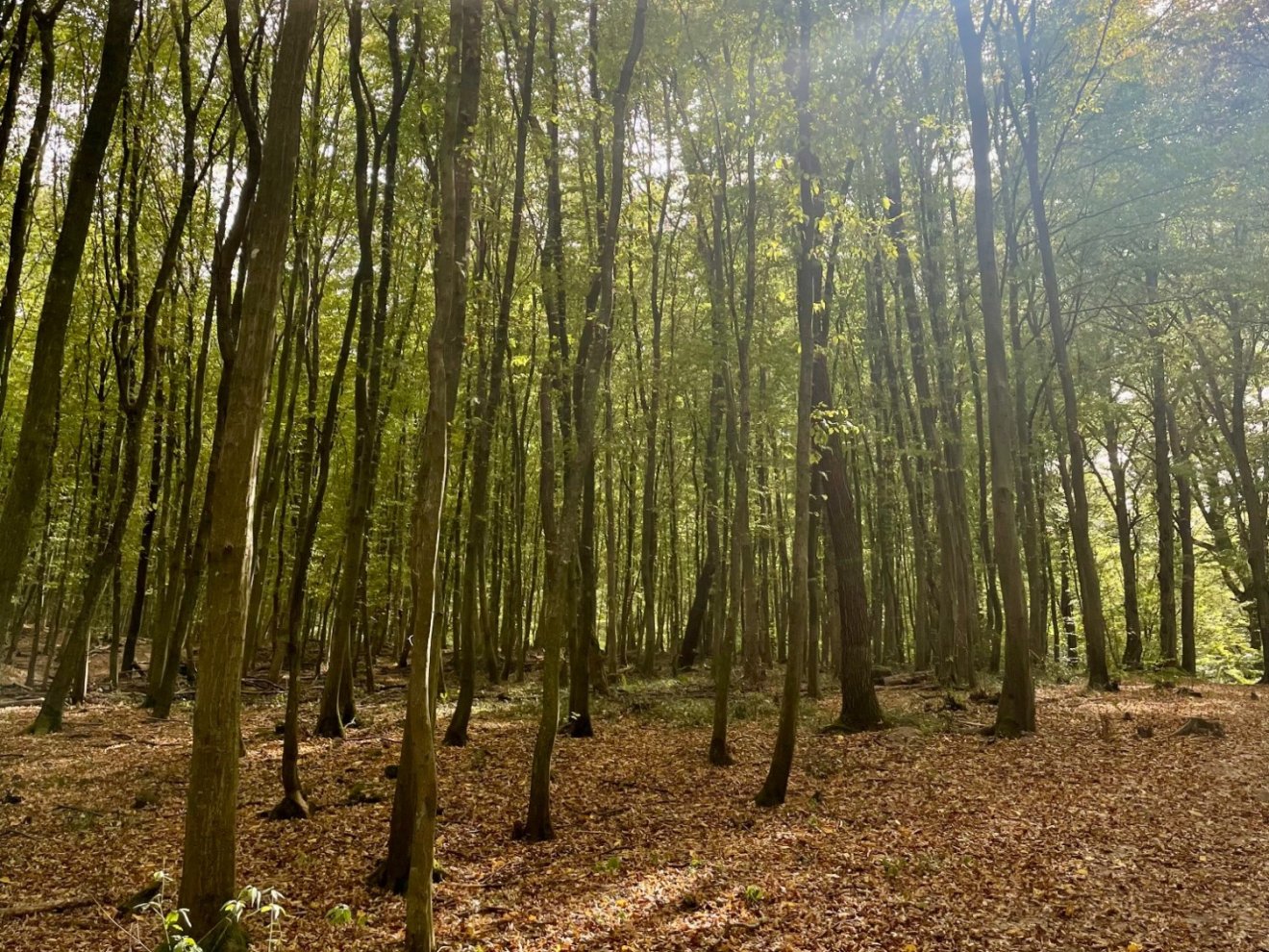 Az erdők esetében is tisztelni kell a magántulajdon szentségét •  Fotó: Nagy Lilla
