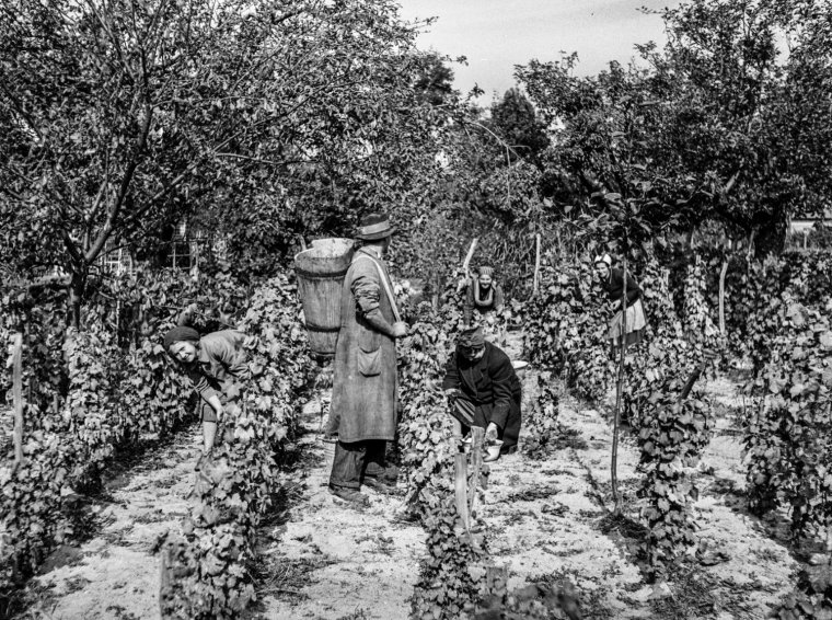A hűbérurak árnyékában – Márika néni meséje Katicáról és a Sólyomokról