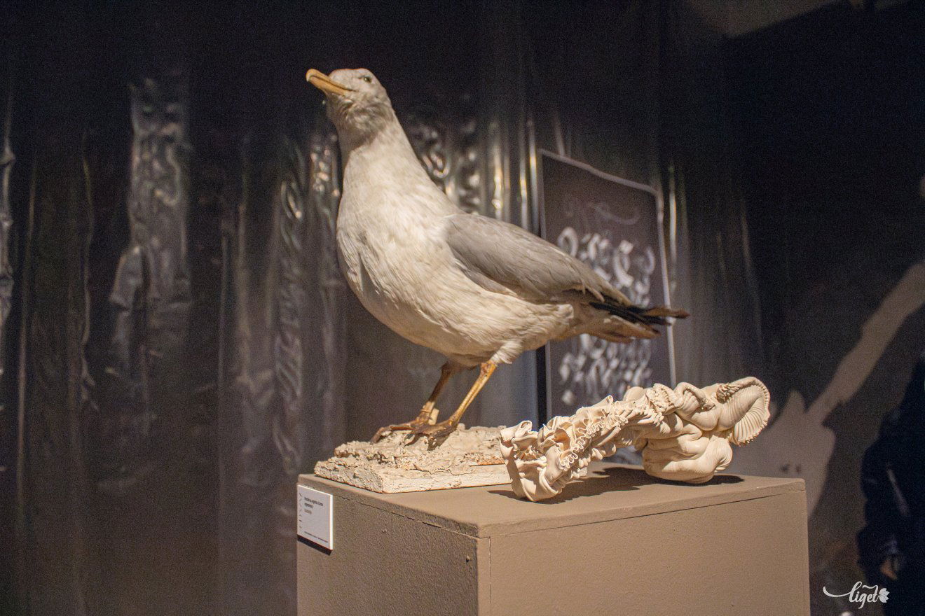 középkor, dizájn, művészet, Mikó-vár, Csíki Székely Múzeum, design week, Transylvanian Design Week