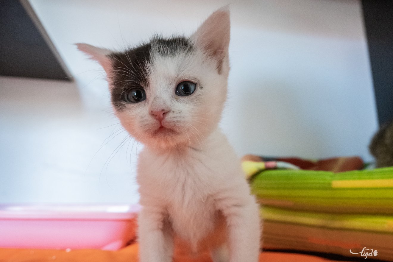 cica, Salló Izabella, mentés, örökbefogadók, segítőkészség, Garfield cicamentő egyesület