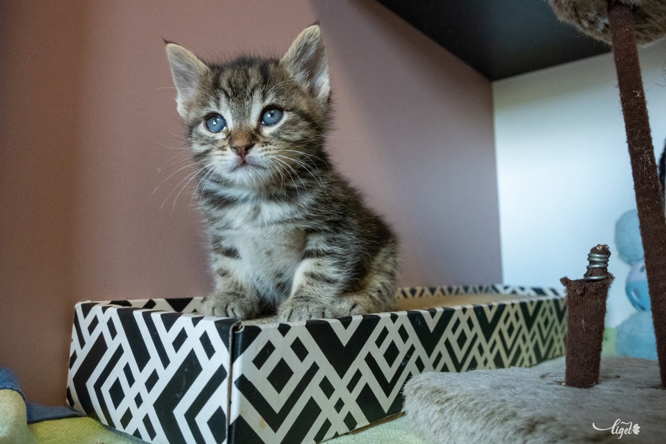 cica, Salló Izabella, mentés, örökbefogadók, segítőkészség, Garfield cicamentő egyesület