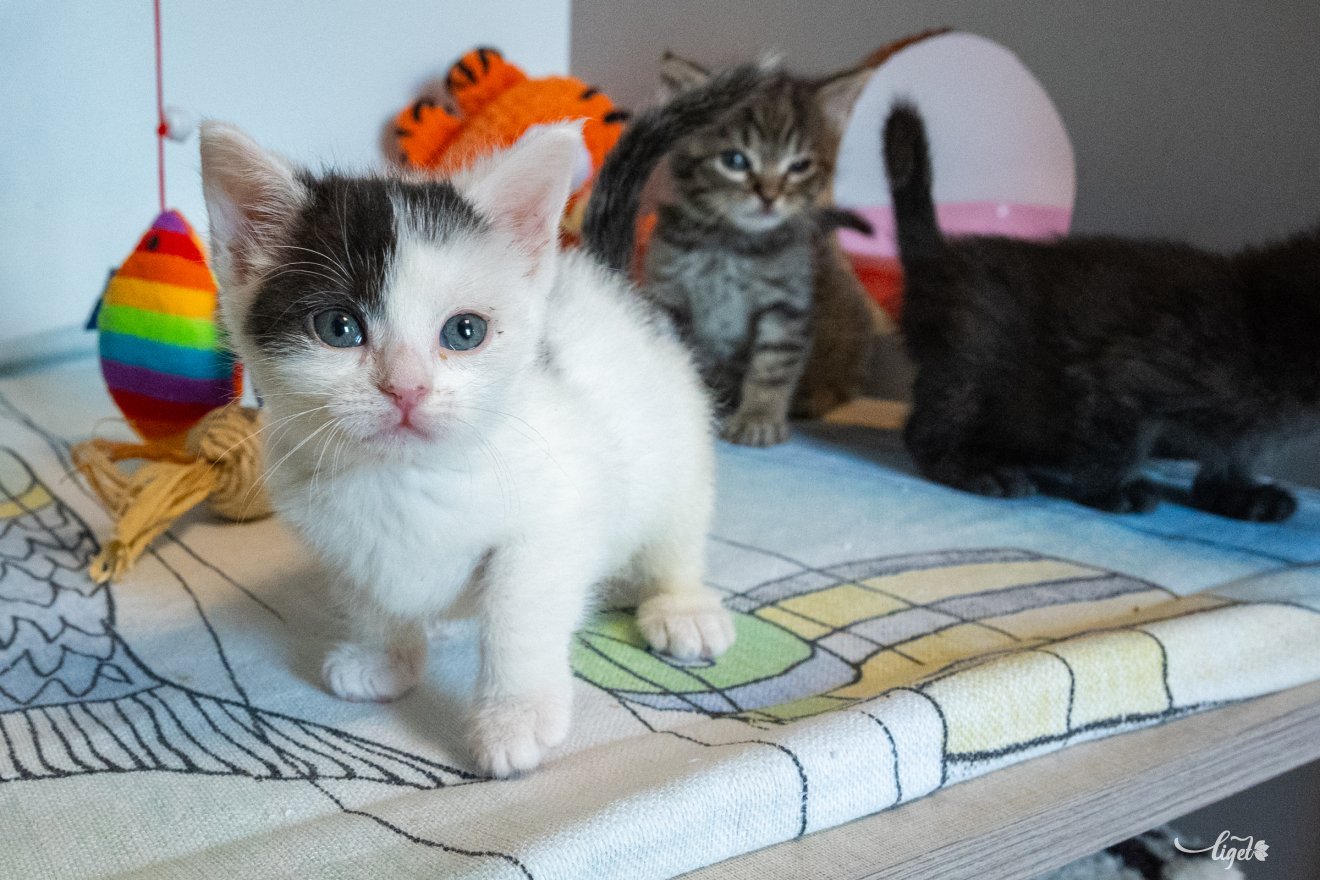 cica, Salló Izabella, mentés, örökbefogadók, segítőkészség, Garfield cicamentő egyesület