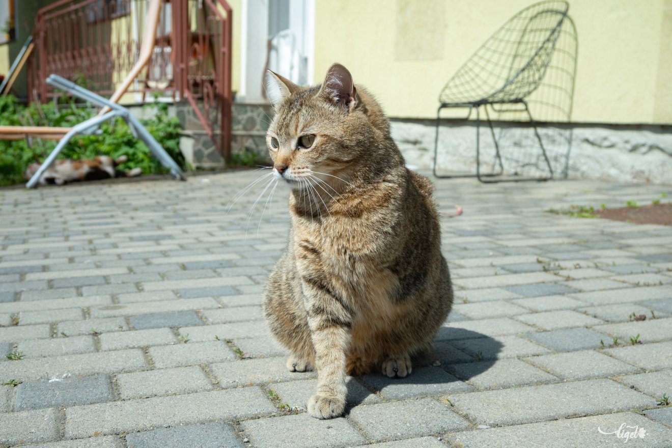 cica, Salló Izabella, mentés, örökbefogadók, segítőkészség, Garfield cicamentő egyesület