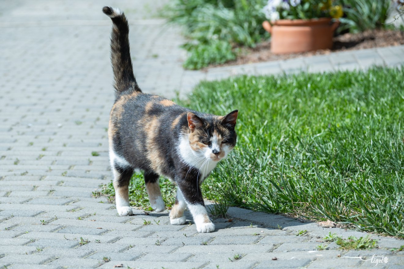 cica, Salló Izabella, mentés, örökbefogadók, segítőkészség, Garfield cicamentő egyesület