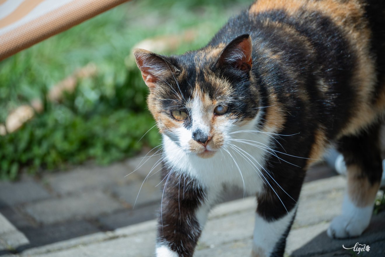 cica, Salló Izabella, mentés, örökbefogadók, segítőkészség, Garfield cicamentő egyesület