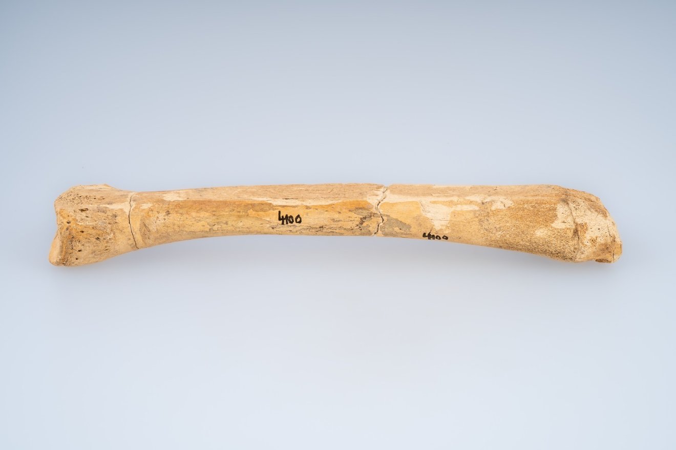 szánkózás, történet, sztori, múzeum, régészet