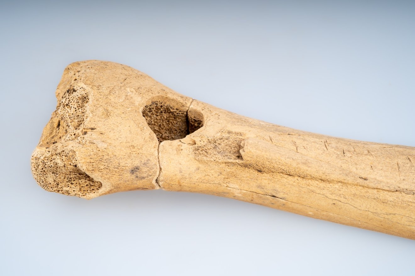 szánkózás, történet, sztori, múzeum, régészet