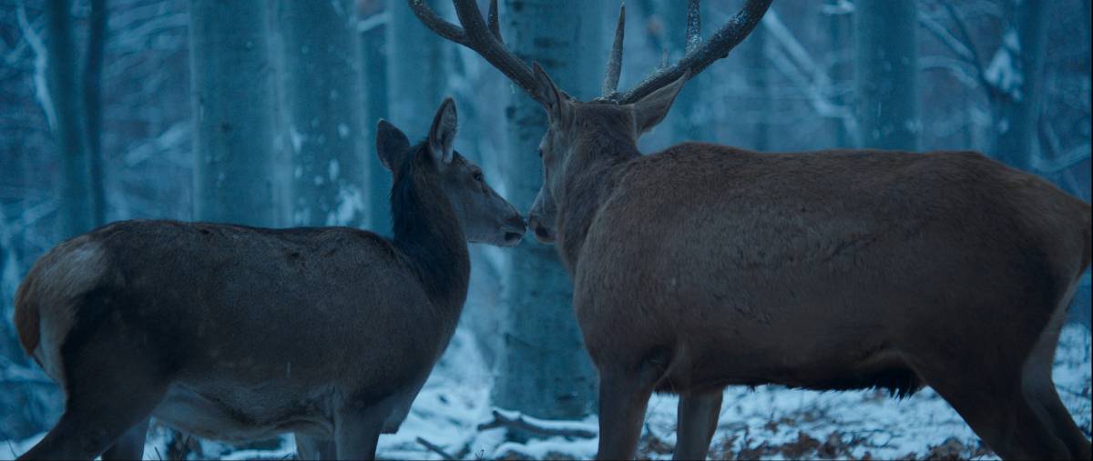Szarvasként megélt szerelem •  Fotó: Inforg-M&M Film Kft.