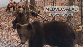 Így mászkálnak az úton, autók között a bálványosi medvék