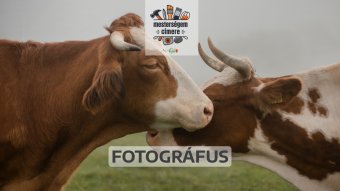 A rurális élet mint inspiráció