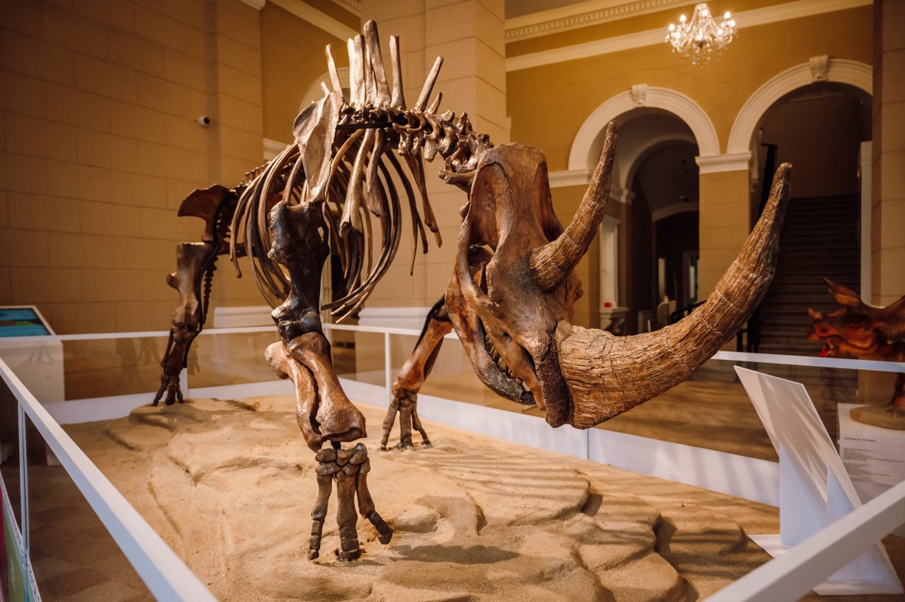 •  Fotó: Maros Megyei Múzeum