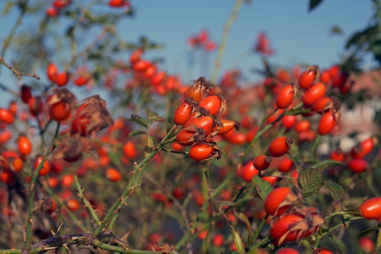 Csipkebogyó, kökény, galagonya – Őszi vitaminraktározás vadgyümölcsökkel