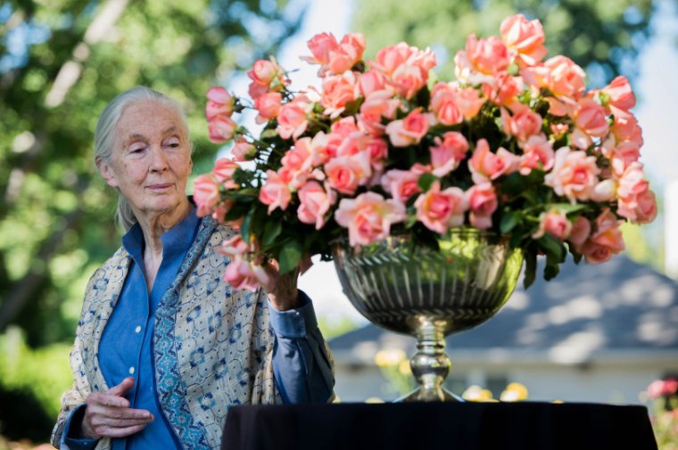 Jane Goodall: az úttörő, a korszakalkotó, a védelmező