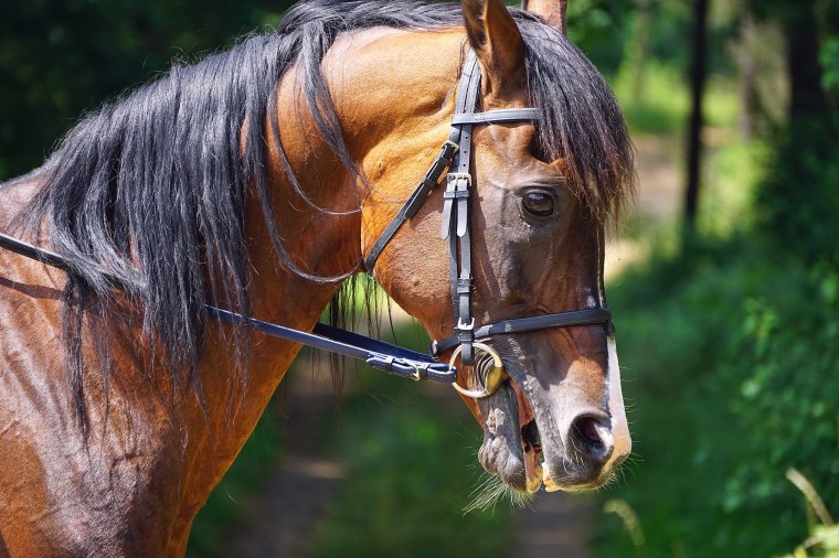 Sándor Ella: Mi van akkor, ha zörög?