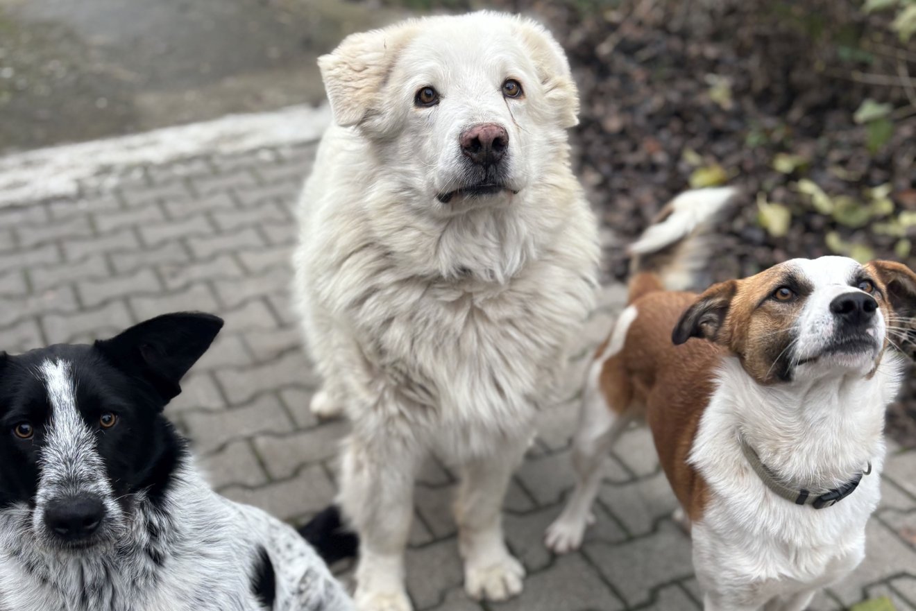 &bullet;  Fotó: Kodolányi Enikő archívuma