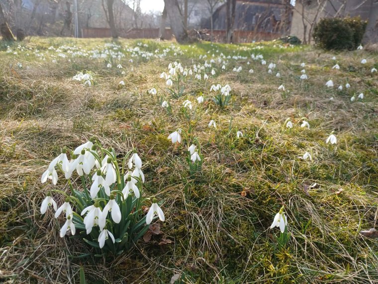 Sándor Ella: A hóvirágok vonzzák a gólyákat?