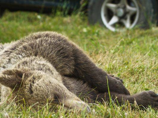 Medvét gázolt el egy autó a Cekenden