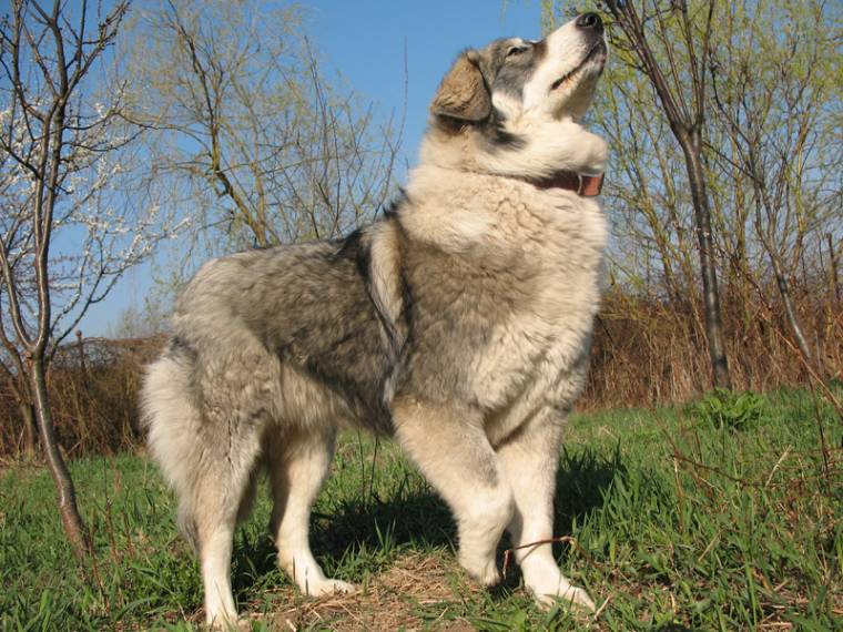 Kárpáti pásztorkutyákat adományoztak Hargita és Maros megyei esztenáknak