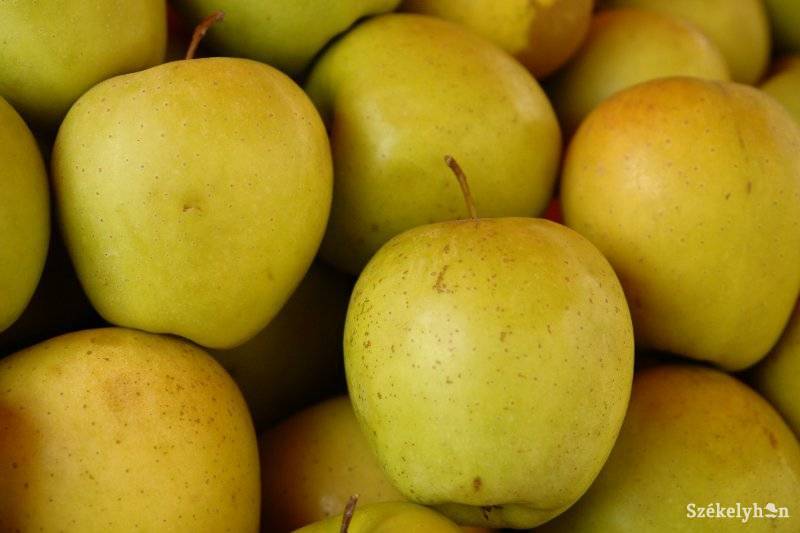 • Fotó: Kristó Róbert