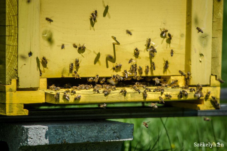 A növekvő mézimport miatt az erdélyi méhészet nincs könnyű helyzetben •  Fotó: Pinti Attila