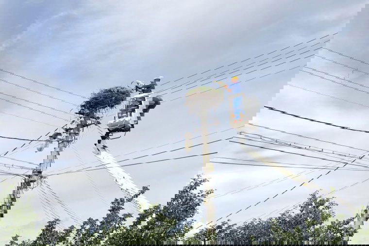 Egy gólyamentés története