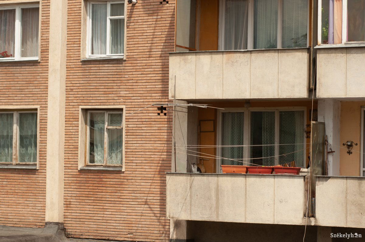 Macska a teraszon. Többen is vannak • Fotó: Gecse Noémi