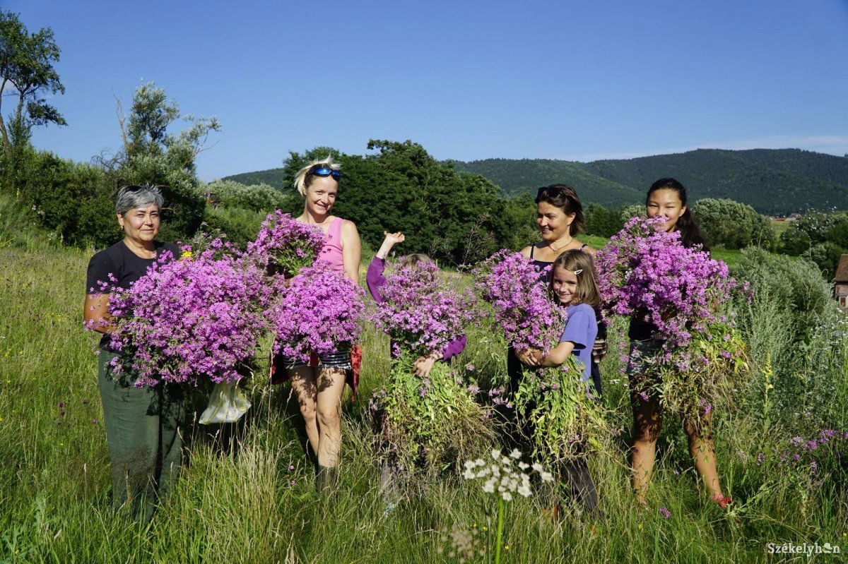 Gyógynövénygyűjtő lányok, asszonyok kalákáztak Lázárfalván. Forrás: András Alapítvány/Facebook 