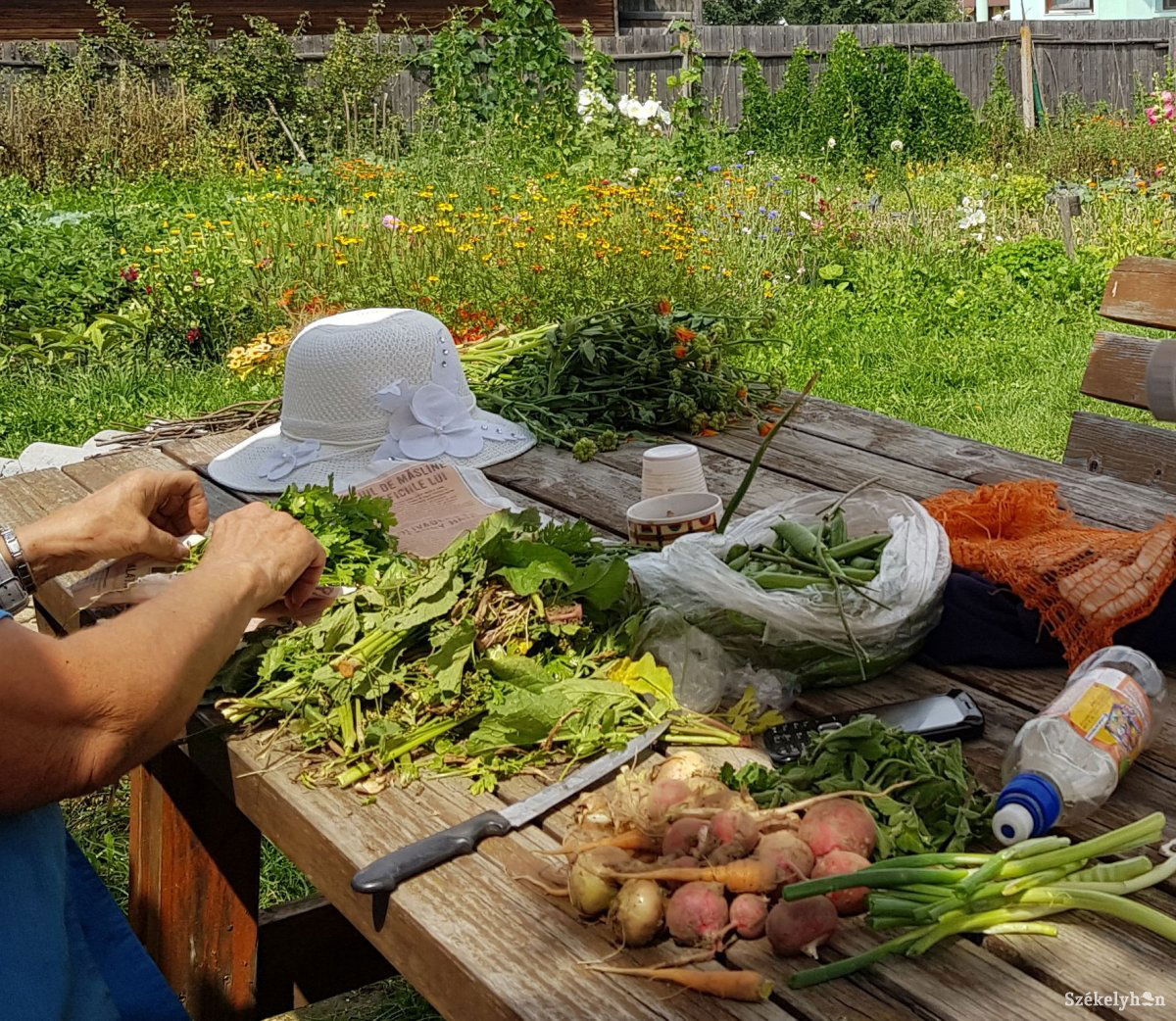 Ha apró és kevés is a termés, az is örömet okoz, de ha ellopják, az keserűség 