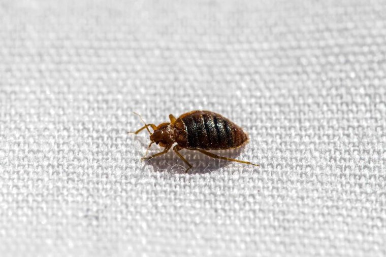 Poloskák a Salamon Ernő Gimnázium bentlakásában